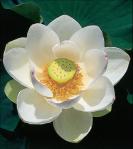 flor